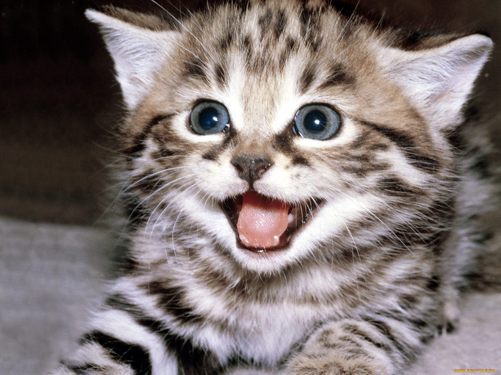Животные кисы. Котик улыбается. Счастливый котенок. Смешные котята. Милый кот.